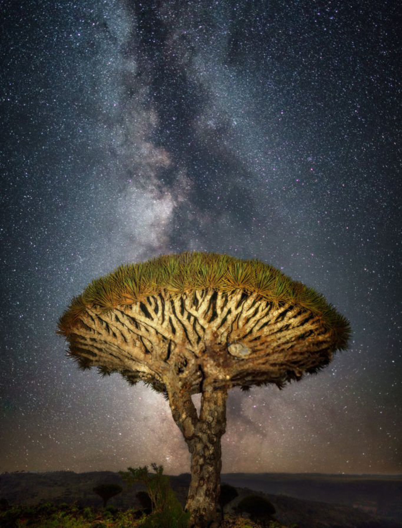 dragon blood tree traveling socotra Milky Way