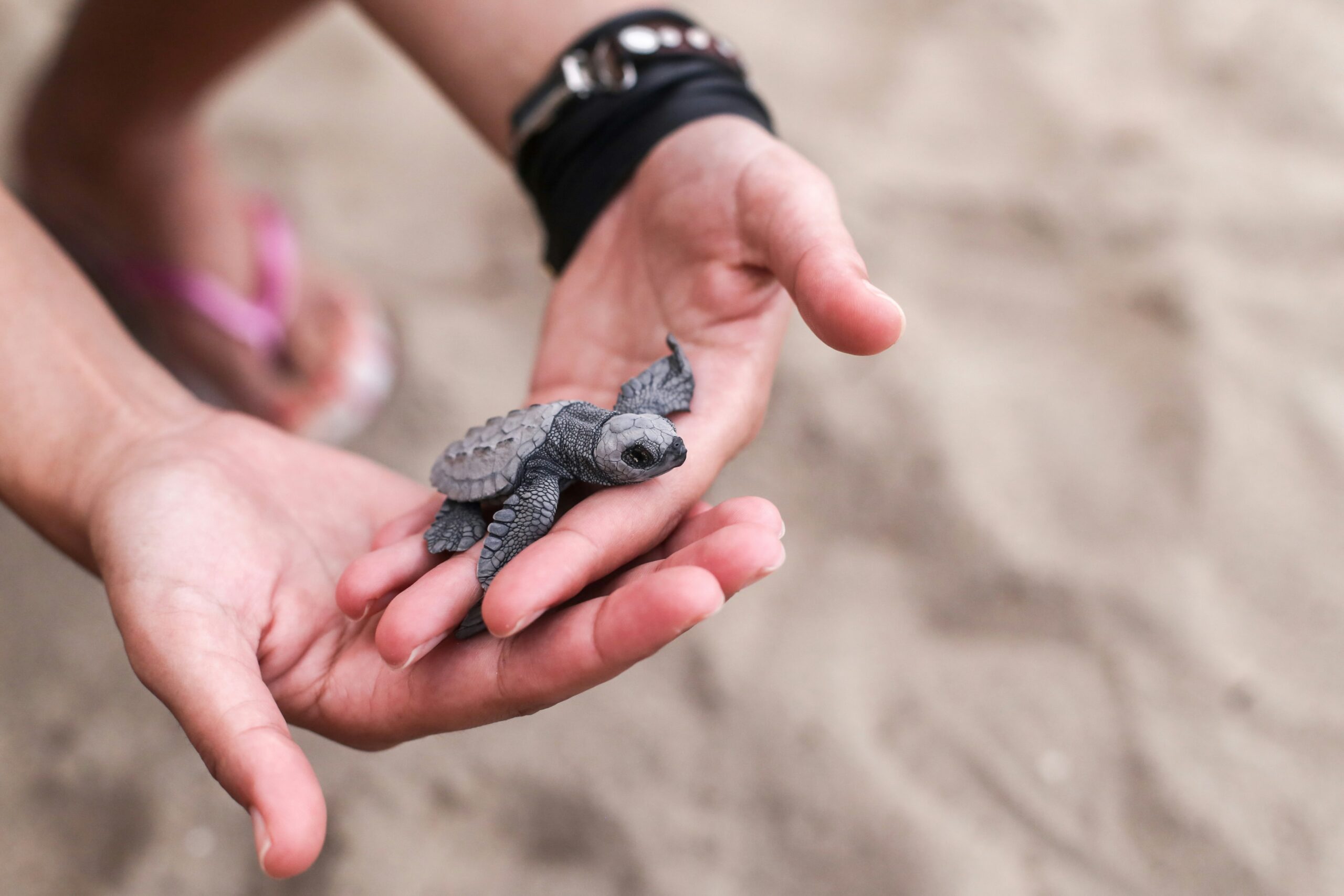 Baby turtle - Socotra