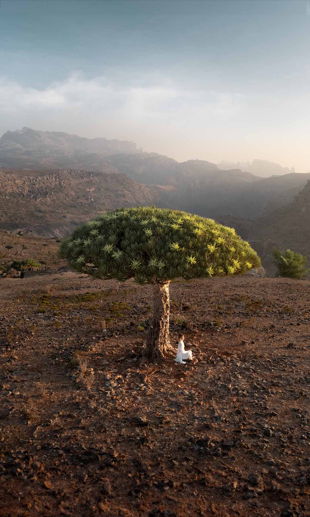 dragon blood tree traveling socotra