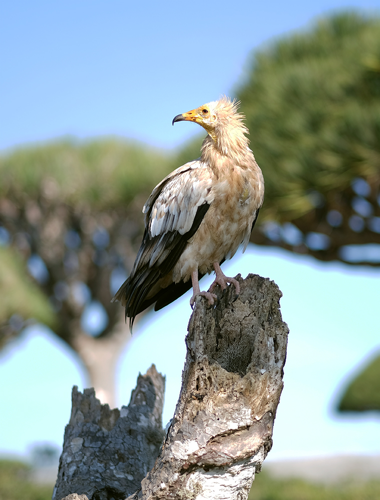 Egyptian vulture Traveling Socotra