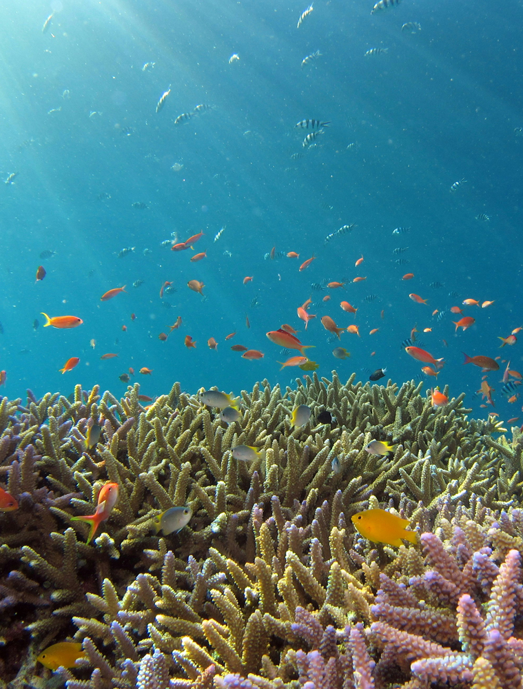 Snorkeling Socotra underwater world fish