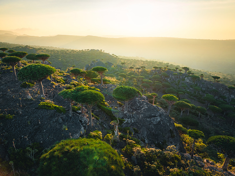Dragon Blood trees Socotra